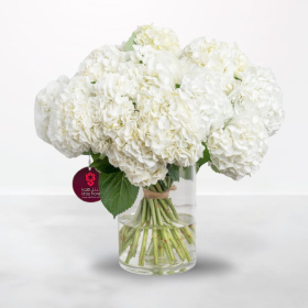 White Hydrangea - 20 stems